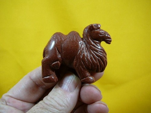 Camel camels - camel,